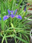 Dwarf Dutch Iris