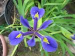 Dwarf Dutch Iris - top view