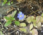 Hepatica