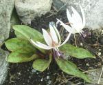 Erythronium dens-canis spp niveum