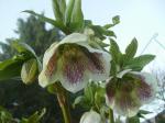 Helleborus orientalis