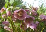 Helleborus orientalis