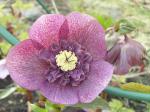 Helleborus "Tutu"