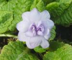 Primula "Lilacina" 