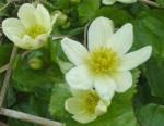 Caltha palustris