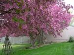 Crabapple in fragrant bloom