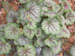 Heuchera "Green Spice"