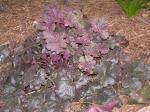 Heuchera "Midnight Rose"