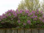 Lilacs in bloom