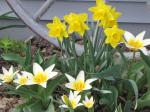 Tulips and daffodils