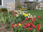 Tulips and daffodils...