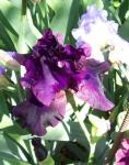 Different purple Iris