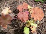 Heuchera "Caramel"