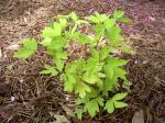 Dicentra "Gold Heart"