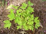 Dicentra "Gold Heart"