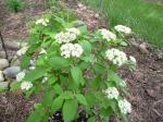 Mohican Viburnum