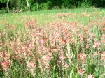 Native Texas Indian Paintbrushes in bloom in the masses!