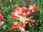 Native Texas Indian Paintbrush