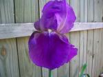 Purple iris's, short and tall