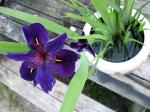 Louisiana Black Iris1
