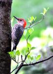 red bellied woodpecker on a rainy day