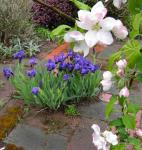 Miniature iris and apple bloosoms
