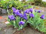 more mini iris - planting in the patio