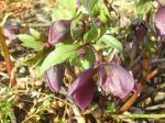 Helleborus atrorubens