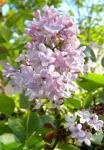 lilacs are blooming