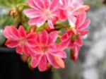 new color (for me) of lewisia
