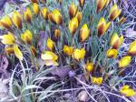 Crocus chrysanthus Swanenburg Bronze