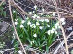 Leucojum vernum