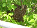 Bee Swarm in Apricot Tree