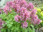 Corydalis and Saxifraga