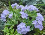 Primula auricula