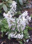 Corydalis