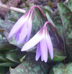 Erythronium dens-canis double