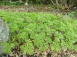 The small Dicentra starting to bloom