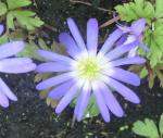 Anemone blanda