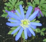 Anemone blanda