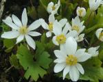 Sanguinaria canadensis