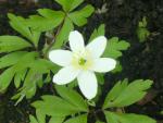 Anemone nemorosa