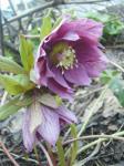 Helleborus orientalis double