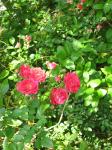 Climbing Rose - close up