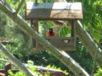 red bird at feeder