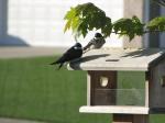 Tree Swallows