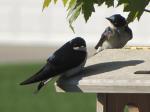 Tree Swallows