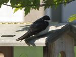 Tree Swallow