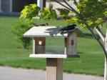 Tree Swallows