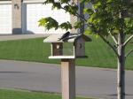 Tree swallows...